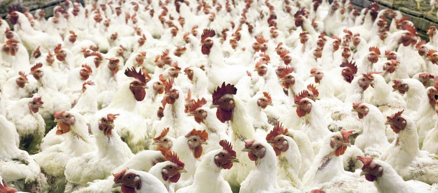 Avian Influenze Deadly Bird Flu Airius PureAir Series